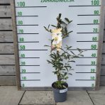 Magnólia vždyzelená (Magnolia laevifolia) ‘VANILLA PEARLS’® – výška 70–90 cm, kont. C3L